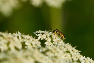 Tenthredo notha bei der Nektarsuche © Karin Jähne
