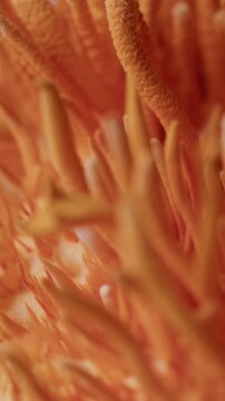 Captured in vertical macro framing, cordyceps militaris appears through smooth sideways and upward camera movement, revealing surface texture, natural density, and structured fungal growth.