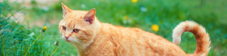 Cat walking outdoor on a grass