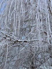 Snow-covered willow tree branches. European winter. Vertical orientation.