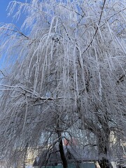 Close-up of snow-covered willow tree branches. European winter