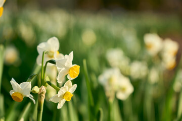 優雅に咲く水仙のクローズアップと柔らかくぼやけた背景