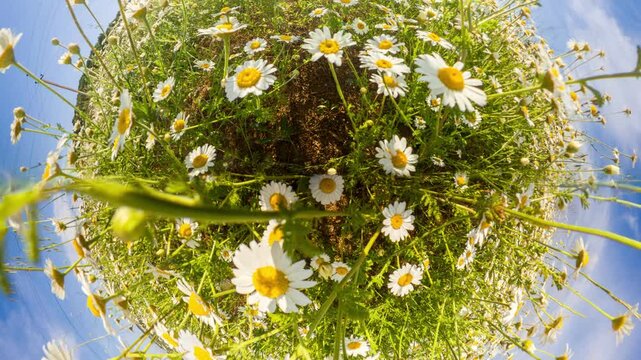 Daisies meadow sun blooming in a vibrant field under a bright blue sky with creative tiny planet camera effects