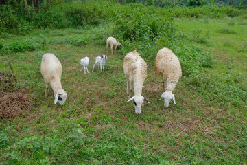 Several goats are eating grass in the field.Concept of farm animals.For graphic design, 3D rendering and banners