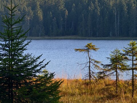 tranquil marsh bordered by spruces, peaceful marsh edge featuring small pines and gentle sunlight