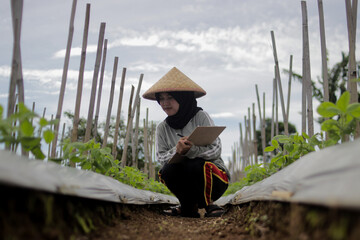 Young Asian woman farmer wearing a hijab and woven bamboo hat writes on a clipboard while observing crop growth in agricultural fields. Agriculture, rural livelihood, and outdoor lifestyle concept