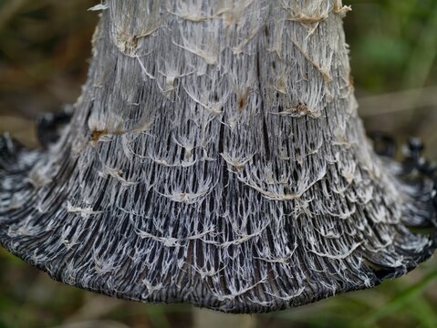fragile mushroom details, detailed view of delicate inkcap fungus with mossy stem and fragmenting