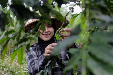 Young Asian female farmer wearing a hijab and woven bamboo hat harvests coffee beans in agricultural fields. Coffee farming, rural work, crop harvest, and active outdoor lifestyle concept.