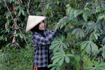 Young Asian female farmer wearing a hijab and woven bamboo hat harvests coffee beans in agricultural fields. Coffee farming, rural work, crop harvest, and active outdoor lifestyle concept.