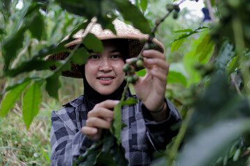 Young Asian female farmer wearing a hijab and woven bamboo hat harvests coffee beans in agricultural fields. Coffee farming, rural work, crop harvest, and active outdoor lifestyle concept.