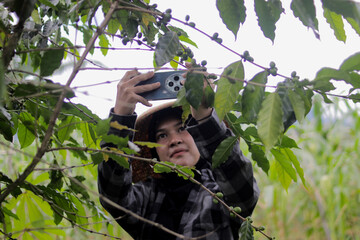 Young Asian female farmer wearing a hijab and woven bamboo hat takes photos of raw, unripe coffee beans while standing in agricultural fields. Coffee cultivation, crop documentation, modern farming