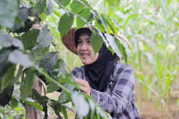 Young Asian female farmer wearing a hijab and woven bamboo hat harvests coffee beans in agricultural fields. Coffee farming, rural work, crop harvest, and active outdoor lifestyle concept.
