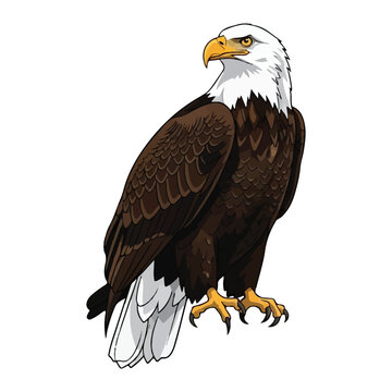 Bald eagle vector illustration perched on branch against white background design