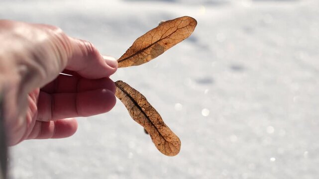 Human hand with linden seeds with a flying wing. Snow bokeh. Linden seed falling on snow. Slow mindfulness and quiet winter calm. Close up. Minimalism.