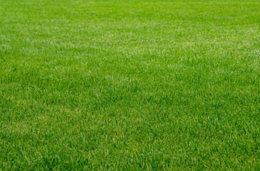 green grass background
