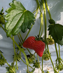 いちご　双子　イチゴ狩り