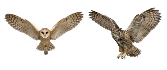 Obraz premium Flying Barn Owl and Great Horned Owl Isolated on White Background