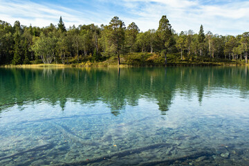 Obraz premium Crystal clear turquoise water of Blanktjärn lake, reflection of birch trees and forest on the shore. View below the calm water surface with tree trunks all the way to the bottom of the unique lake.