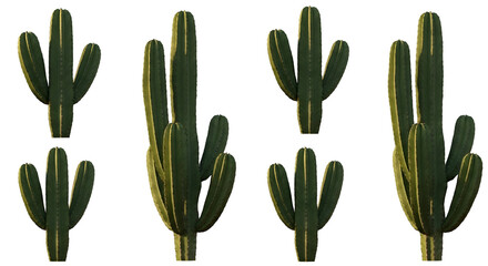 Four Green Desert Cacti with Sunlight Highlights Against Transparent Background Isolated Studio Shot
