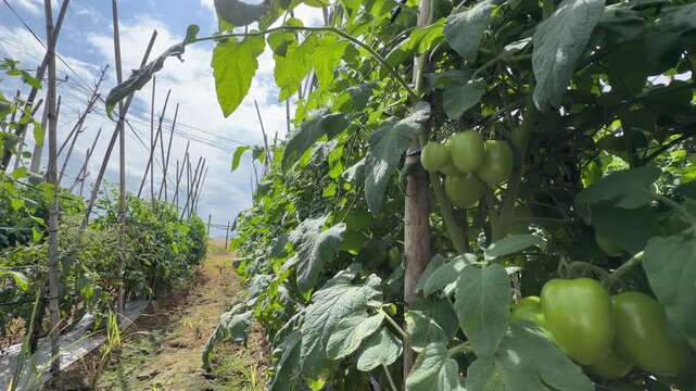 Close view of multiple green tomatoes on the plant shows smooth surfaces and surrounding leaves, while organized rows continue behind. Food supply.