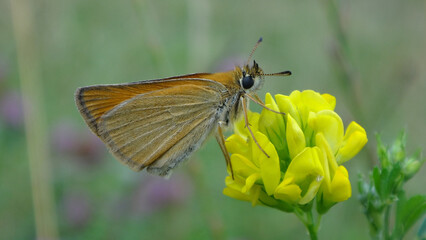 The Essex skipper (Thymelicus lineola) feeding on a yellow alfalfa flower