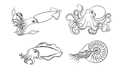 Marine Mollusks Illustration: Artistic illustration featuring four distinct marine mollusks: a squid, an octopus, a cuttlefish, and a nautilus.