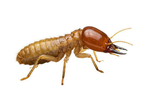 Close-up of a single brown termite soldier isolated on a white background