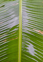 Close-Up of a Fresh banana leaf with Natural Texture
