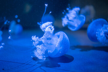 Méduse translucide bleue nageant dans l’aquarium de La Rochelle