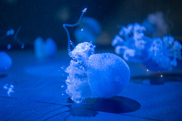 Méduse translucide bleue nageant dans l’aquarium de La Rochelle