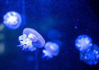 Méduses lumineuses en aquarium, ballet aquatique bleu et ambiance marine apaisante