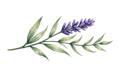 Fototapeta premium Delicate Purple Flower with Green Leaves, Capturing Nature's Beauty in Botanical Illustration on transparent background