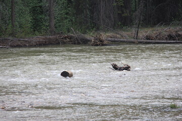 Jasper Alberta Rocky Mountain Scenery