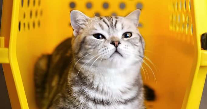 4K Curious Cat In Yellow Pet Carrier