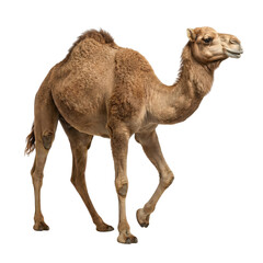 Brown Dromedary Camel Walking Isolated on White Background