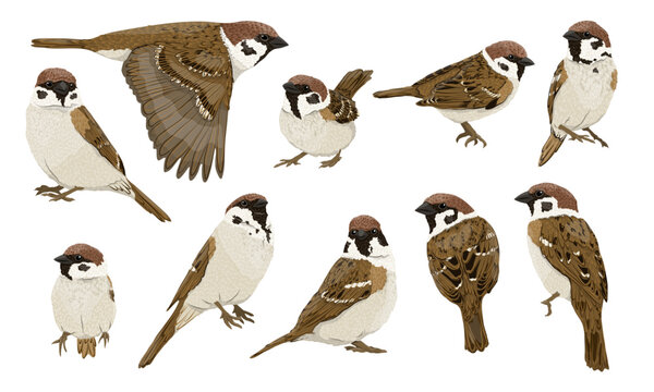 Set of Eurasian tree sparrows Passer montanus. Realistic vector bird.