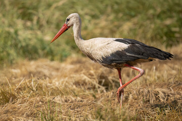 White stork with long red beak and legs walks through dry grass in a field