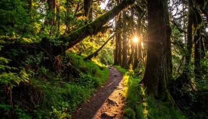 Obraz premium Sunlit Path Through a Lush Green Forest Landscape.