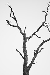 Obraz premium Bare tree branches in stark black and white against a plain background. The trunk and branches have rough, textured bark and extend upwards, twisting into a complex, irregular pattern. 