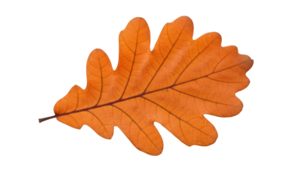 Isolated autumn oak leaf turning color on neutral, seasonal flora element design