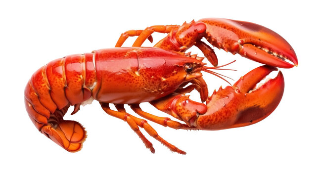 Isolated Cooked Lobster seafood delicacy, culinary meal, restaurant dish, claw crustacean
