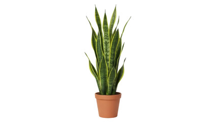 Isolated snake plant in terracotta pot is a popular houseplants indoor for modern decor