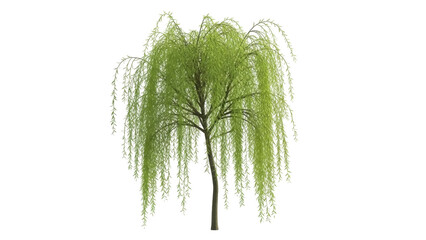 Isolated young weeping willow tree, gracefully elegant and naturally vibrant, fresh © Maria