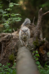Obraz premium Fluffy grey cat with yellow eyes walks carefully on a large fallen log in a green forest. Surrounding trees and lush foliage create a natural woodland setting under the daylight