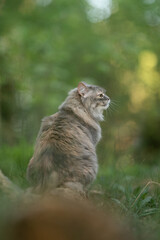 Obraz premium A fluffy grey tabby cat sits alertly in a vibrant green forest, looking intently towards the right side of the frame during daylight hours. Its thick fur is clearly visible