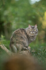Fototapeta premium Long-haired grey tabby cat sits on a tree stump in a lush green woodland. The cat has expressive green eyes and appears alert, observing its surroundings on a bright day