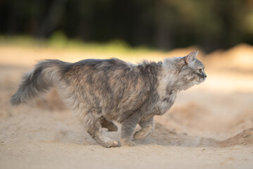 A fluffy grey tabby cat sprints across a sandy outdoor path, its powerful paws stirring up a cloud of dust. The animal moves with focus and speed during daylight, exploring its natural environment