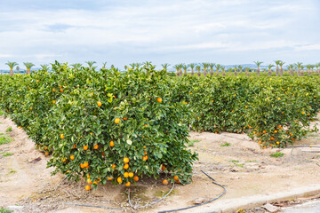 A sunlit orange grove in Spain with numerous ripe oranges on the trees, commercial citrus production, eco-friendly fruit farming in sunny, mild Mediterranean winter climate