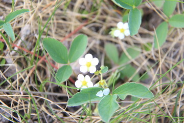 Jasper Alberta Rocky Mountain Scenery