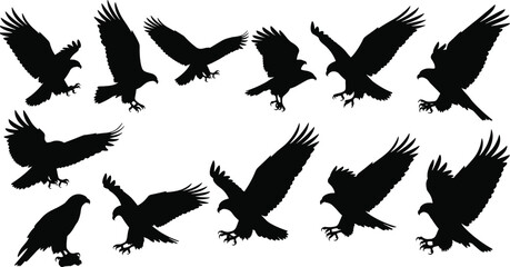 Obraz premium Flying eagle silhouettes set in multiple poses, black bird of prey shapes, wildlife hunting raptor vector collection isolated on white